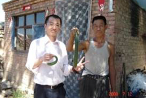 中国 内モンゴル自治区 きゅうり 左：当社技術適応なし 右：当社技術