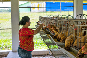 ブラジル パラー州立大学での養鶏試験